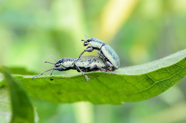 Paring Insecten Paren Het Groene Blaadje — Stockfoto