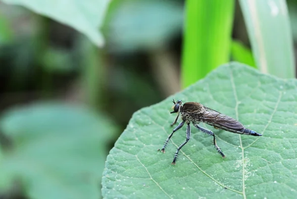 Mosca Inseto Folha Verde — Fotografia de Stock