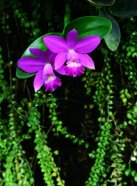 Belle Orchidee Nella Foresta — Foto Stock