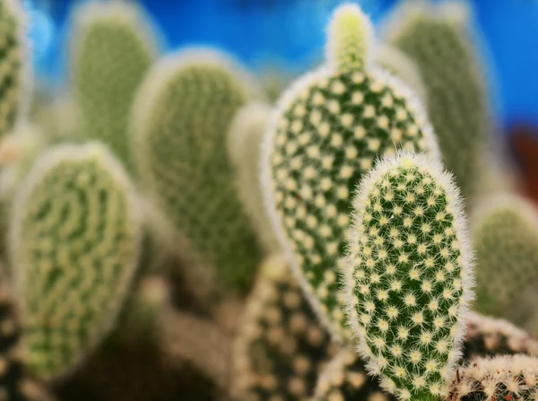 Fondo Cactus Una Olla — Foto de Stock