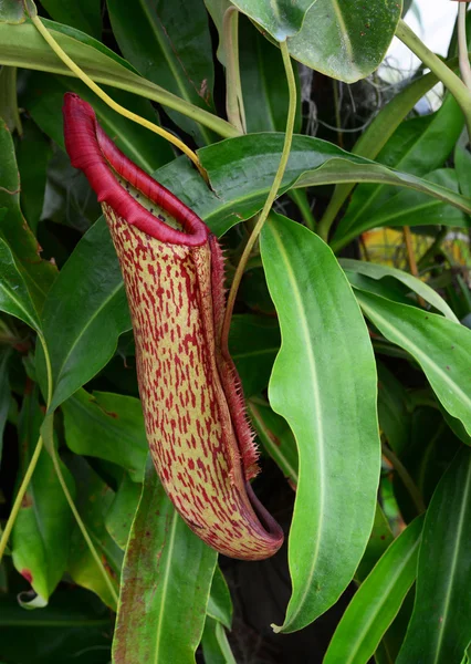 Schöne Nepenthes Wald — Stockfoto