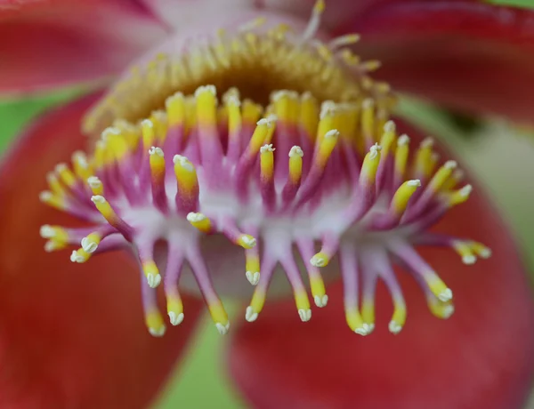 Beau Gros Plan Fleurs Boule Canon — Photo