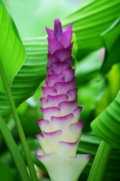 Ormanda Güzel Pembe Siam Lale Çiçek — Stok fotoğraf