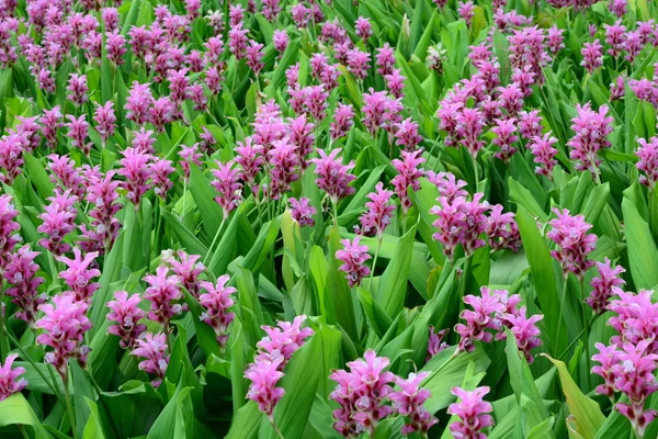 Field Pink Flowers Background — Stock Photo, Image
