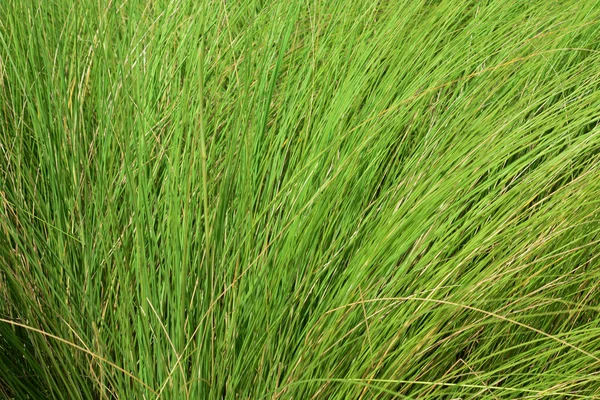 Beautiful Green Grass Background — Stock Photo, Image