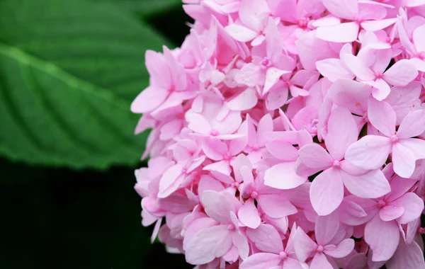 Nature Beautiful Hydrangea Flowers — Stock Photo, Image