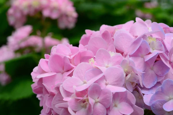 Nature Beautiful Hydrangea Flowers — Stock Photo, Image