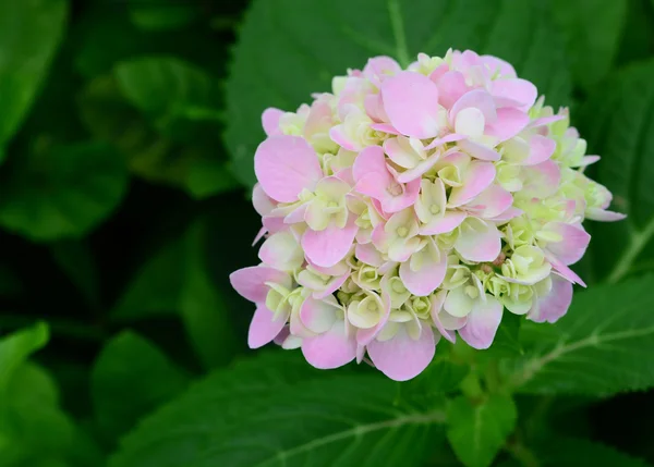 美しいアジサイの花の性質 — ストック写真