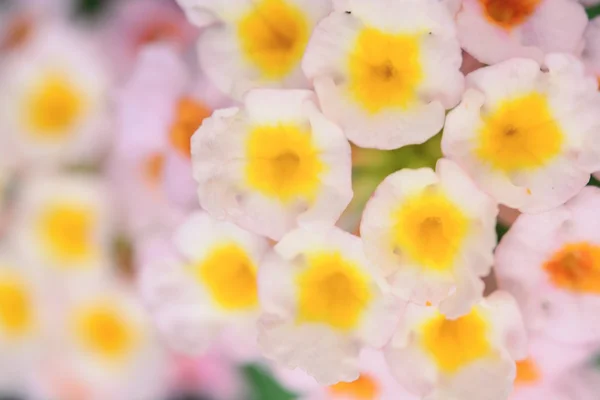 Enfoque Suave Flores Lantana — Foto de Stock