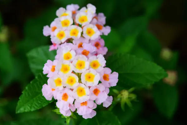 Soft Focus Lantana Flowers — Stock Photo, Image