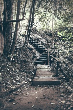 Ormanda ahşap köprü 