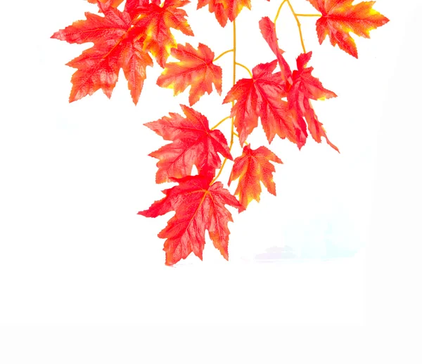 Red Maple Leaf White Background — Stock Photo, Image