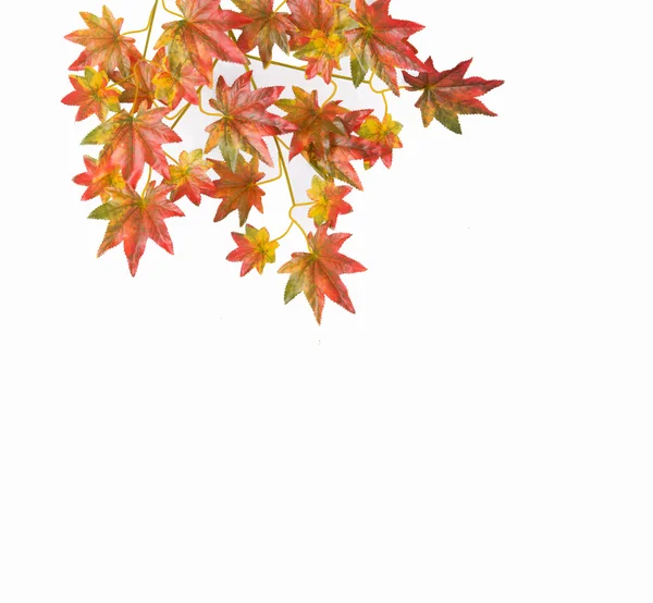 Herfst Bladeren Geïsoleerd Wit — Stockfoto