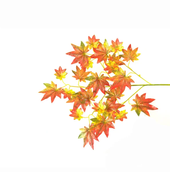 Herbstblätter Isoliert Auf Weiß — Stockfoto