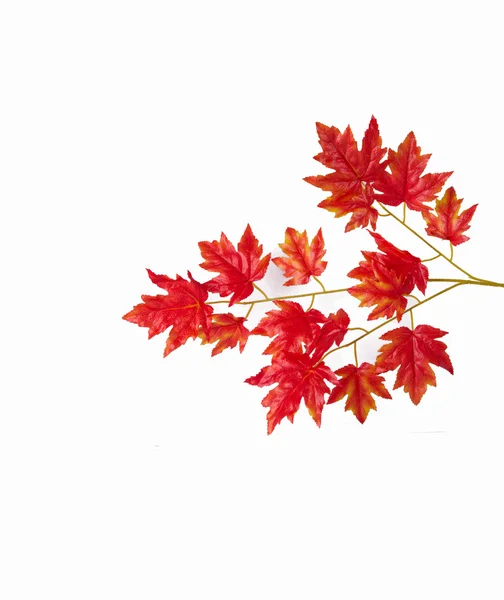 Red Maple Leaf White Background — Stock Photo, Image