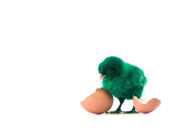 Mignon Petit Poulet Vert Avec Oeuf Craqué Concept Poulet — Photo