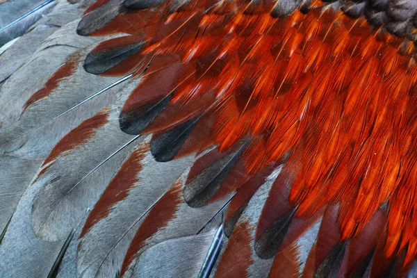 Uccello Sfondo Piume Pollo — Foto Stock