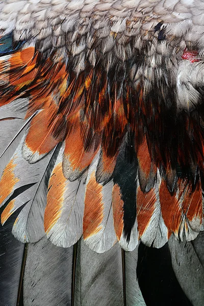 Oiseau Plumes Poulet Fond — Photo