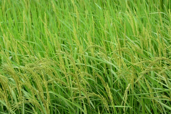 Rice Fields Lush Green Rice Fields — Stock Photo, Image