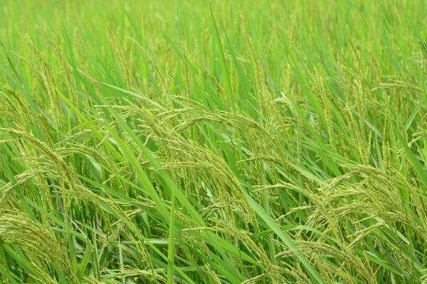 Rice Fields Lush Green Rice Fields — Stock Photo, Image