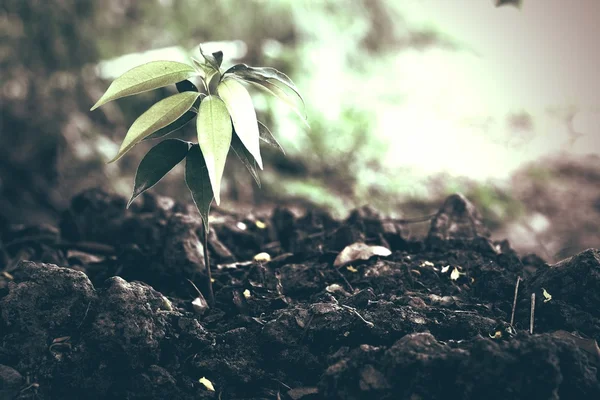 Pequena Planta Pilha Solo Conceito Planta Salvar Mundo — Fotografia de Stock