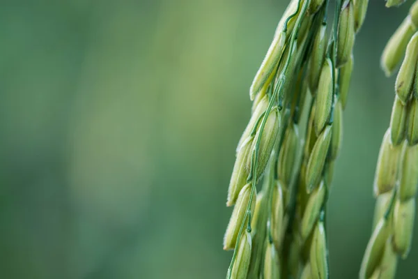 Bela Orelha Verde Arroz — Fotografia de Stock