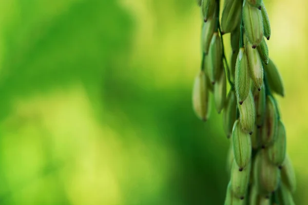 Beautiful Green Ear Rice — Stock Photo, Image