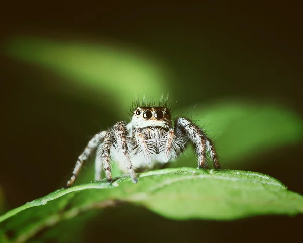 Jumping Spinnen Eten Worm Groen Blad — Stockfoto