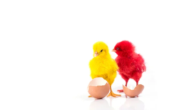 Cute Little Yellow Chicken Chicken Cracked Egg Chicken Concept — Stock Photo, Image