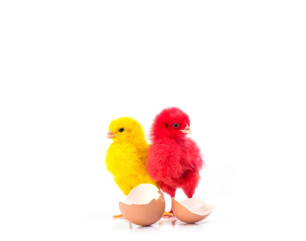 Cute Little Yellow Chicken Chicken Cracked Egg Chicken Concept — Stock Photo, Image