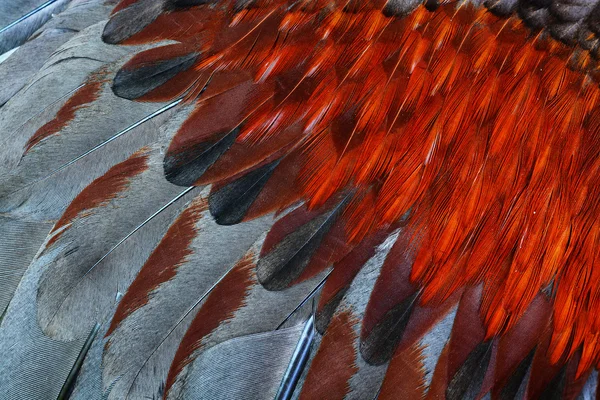 鸟或鸡羽毛背景 — 图库照片