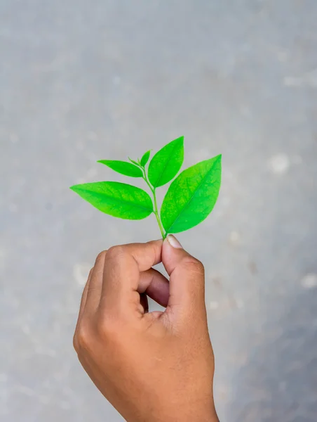 Green leaf on hand, safe the world concept