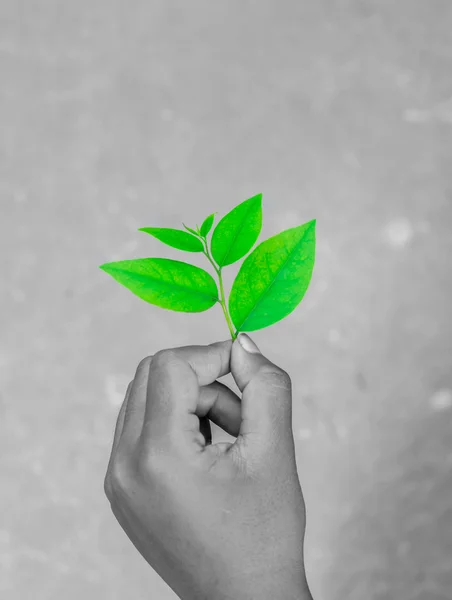 Foglia Verde Portata Mano Sicuro Concetto Mondo — Foto Stock