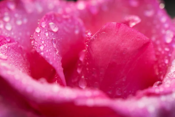 Nahaufnahme Von Rosa Rosenblättern Mit Wassertropfen — Stockfoto