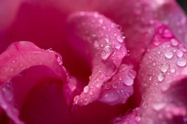 Nahaufnahme Von Rosa Rosenblättern Mit Wassertropfen — Stockfoto