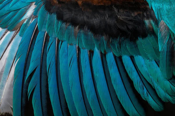 Pájaro Pollo Fondo Plumas Azul — Foto de Stock