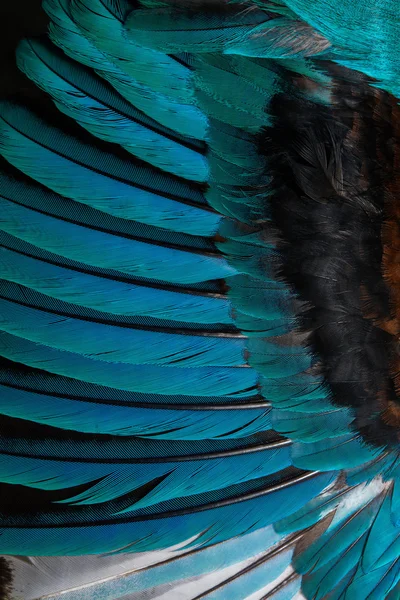 kuş veya tavuk mavi tüy arka plan