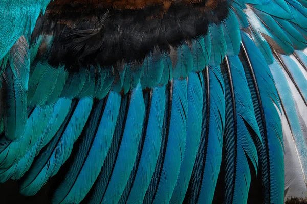 鸟或鸡蓝色羽毛背景 — 图库照片