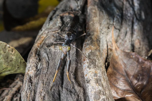 Hoja Muerta Rezando Mantis Mantis Religiosa Bosque —  Fotos de Stock