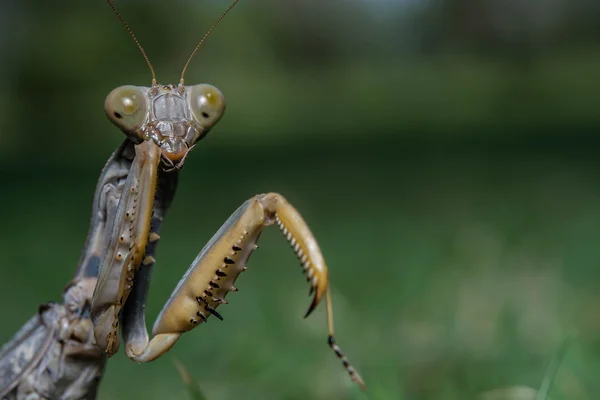 Dead Leaf Praying Mantis Mantis Religiosa Forest — Stock Photo, Image