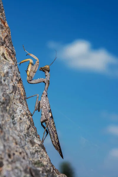 Dead Leaf Praying Mantis Mantis Religiosa Floresta — Fotografia de Stock