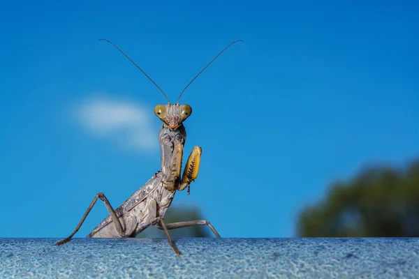 Dood Blad Praying Mantis Mantis Religiosa Bos — Stockfoto