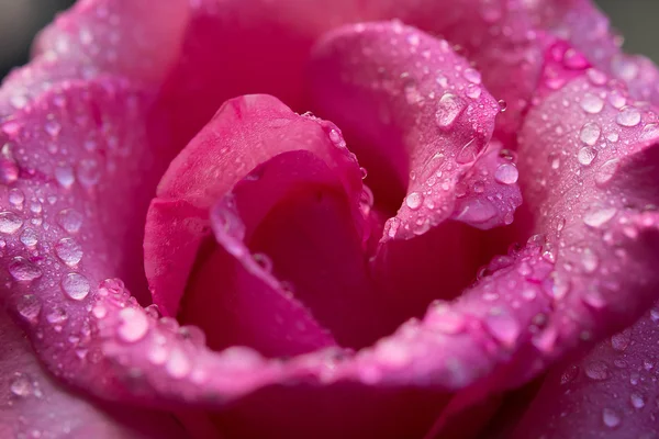 Close Pink Rose Petals Water Drop — Stock Photo, Image