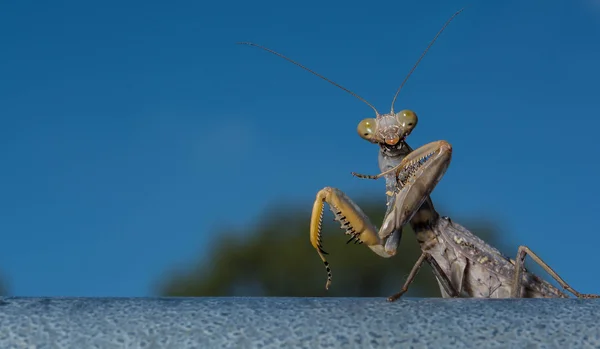 Dood Blad Praying Mantis Mantis Religiosa Bos — Stockfoto