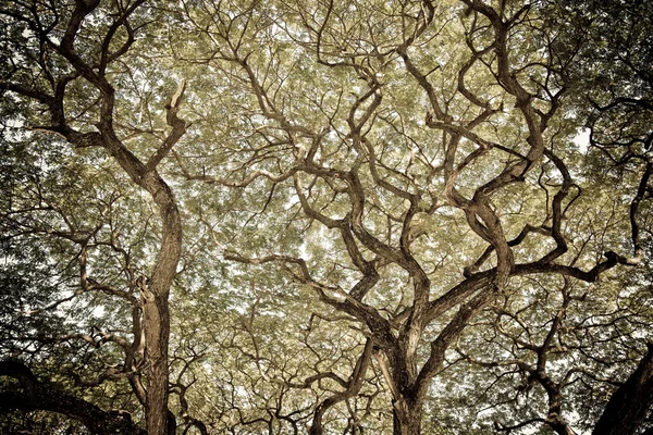 Ročník Větve Stromu Pozadí — Stock fotografie