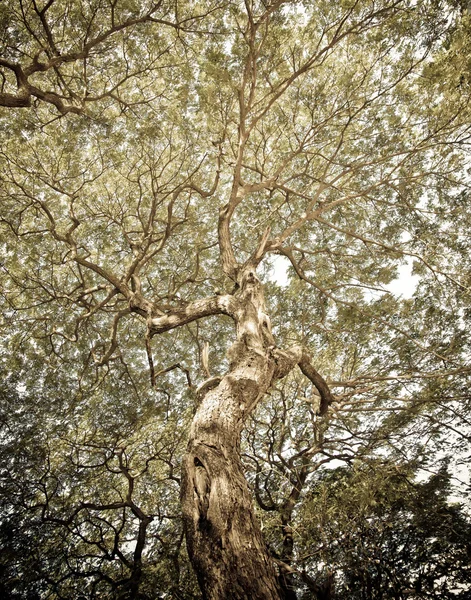 Vintage Ramos Fundo Árvore — Fotografia de Stock
