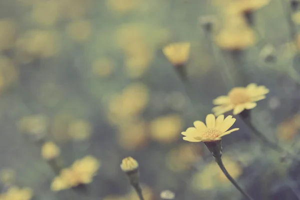 Hermoso Vintage Flores Suave Foco Fondo — Foto de Stock