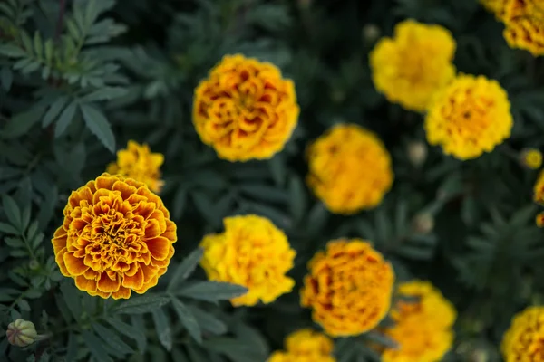 Fechar Calêndula Amarela Jardim — Fotografia de Stock