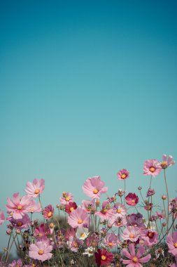 Mavi gökyüzü ile pembe çiçek