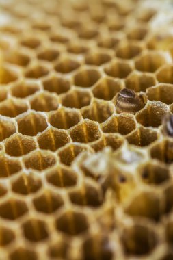 çalışma arı peteği üzerinde